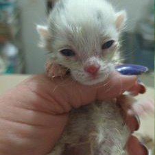 Profile Picture of Graciela Alarcon (@Graciel82663297) on Twitter