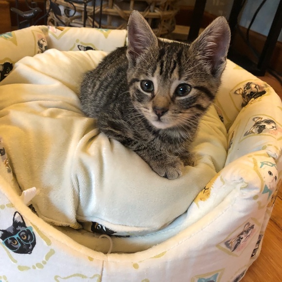 Profile Picture of Nichole Gieber (@heartmom2009) on Poshmark