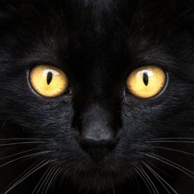 Profile Picture of Mike Nimro (@NimroMike) on Twitter