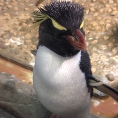 Profile Picture of Mark Xue (@1278740122) on Twitter