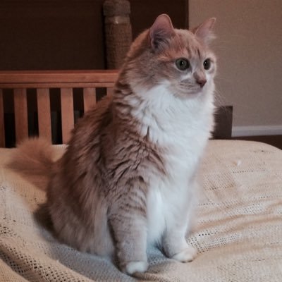 Profile Picture of Stephanie Scheff (@furryfelines2) on Twitter