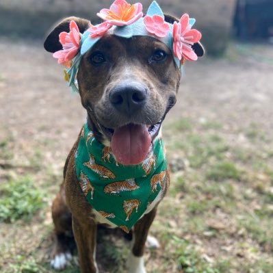 Profile Picture of Savannah Archer (@sja12345) on Twitter