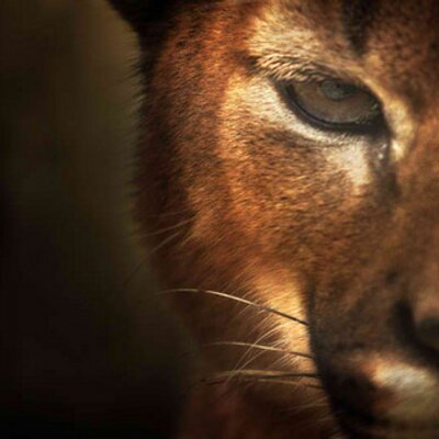 Profile Picture of Dave Bonifacioon Twitter