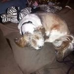 Profile Picture of Amy Waring (@kgirl1980) on Instagram