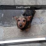 Profile Picture of Zsebibaba (@zsebi072) on Instagram