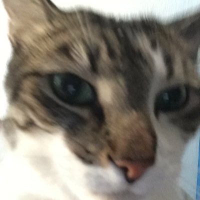 Chaser Peep Dino Murphy - Twitter Profile Picture of Chaser Peep Dino Murphy (@ChaserPeep) on Twitter