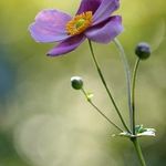 Profile Picture of Violeta Blanco (@violeta.blanco.cubillo) on Instagram