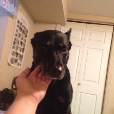 Profile Picture of Josh Khoury (@Kynigos) on Twitter