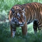 Profile Picture of Corinne Thompson (@corinnethompsons) on Instagram