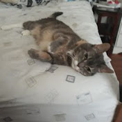 Profile Picture of Nathan Liu (@nathanliu7721) on Youtube