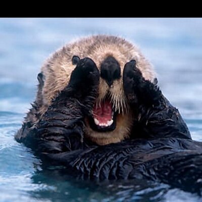 John Bagnoli - Twitter Profile Picture of John Bagnoli (@Miamiotter) on Twitter