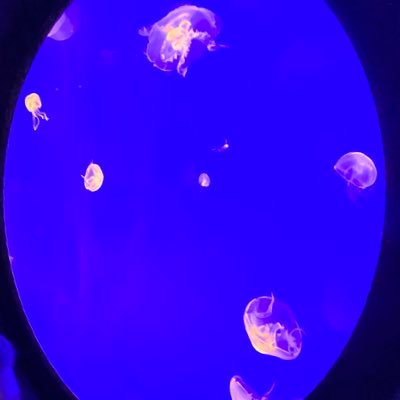 Profile Picture of Joseph Chastain (@JosephChastai16) on Twitter