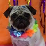 Nutella Carvalho Rangel - Instagram Profile Picture of Nutella Carvalho Rangel (@nute.llapug) on Instagram