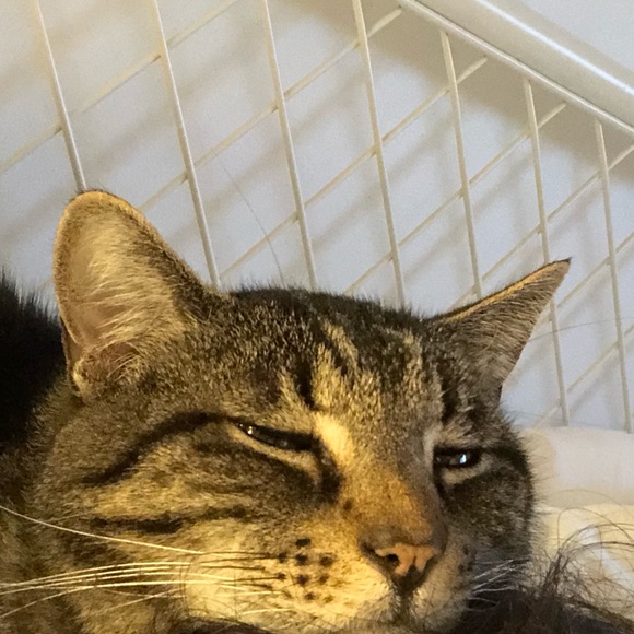 Profile Picture of Niya Jurcic (@niyajurcic) on Poshmark