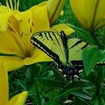 Profile Picture of Shelly Krout (@selizabethk68gmail.com_) on Instagram