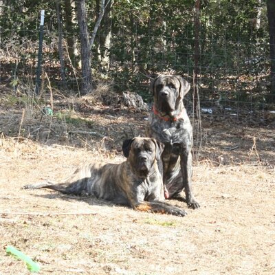 Profile Picture of Libby Huffman (@Home4Mastiffs) on Twitter