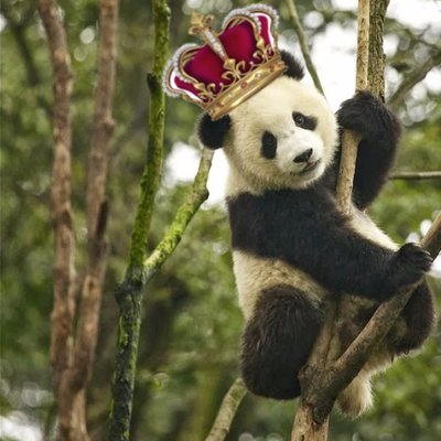 Profile Picture of Isaac Fox (@PandaBearMeSC2) on Twitter