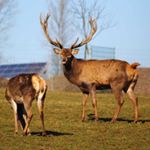 Profile Picture of Cindy L. (@lindner2008) on Instagram