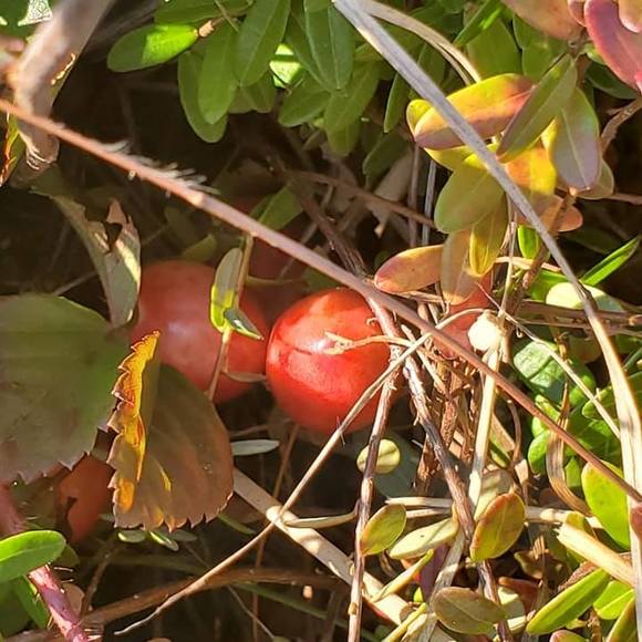 Profile Picture of Misfit deborah Guske (@goosky) on Poshmark