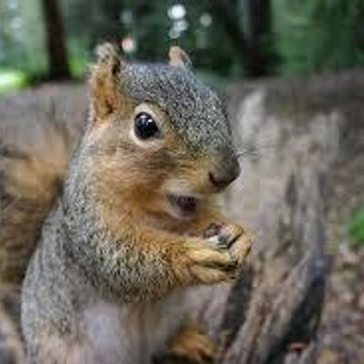 Profile Picture of Gregthesquirrel (@GregTheSquirrel) on Twitter