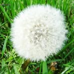 Profile Picture of Betsy Phan (@Betsy-Phan) on Facebook