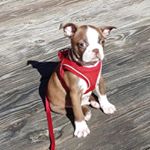 Profile Picture of Jesse Sutton (@chucktown_charlie_) on Instagram