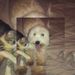 Profile Picture of Consuelo Abrego (@consuelitoabrego) on Pinterest