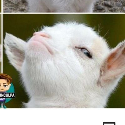 Profile Picture of Albert Cabral (@AlbertCabral9) on Twitter