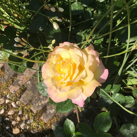 Profile Picture of Erica Chadwell (@ericalorraine_) on Poshmark