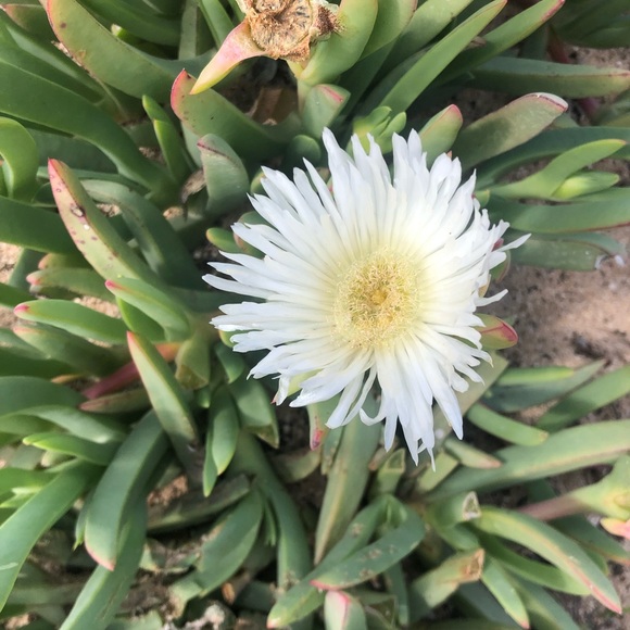 Profile Picture of Ruby Farrell (@ruby290) on Poshmark