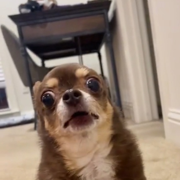 Profile Picture of Jesse Oropeza (@jesseoropeza) on Poshmark