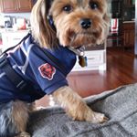 Profile Picture of Jen Ball (@jencat2) on Instagram