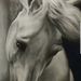 Profile Picture of Glynnis-Anne Peattie (@glynnisanne) on Pinterest