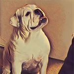 Profile Picture of Audra Thompson (@audbodmamabear) on Instagram