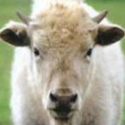 Profile Picture of Chris Wood (@TheHillSlider) on Twitter