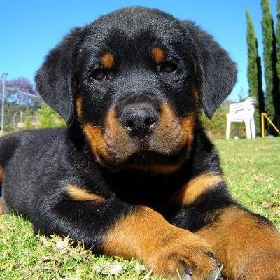 Profile Picture of Juan Manuel Casis (@dogigamer1231) on Twitter