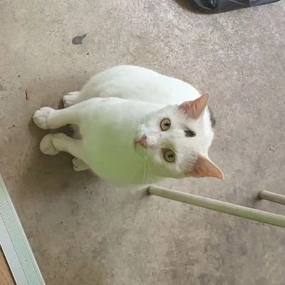 Profile Picture of Seng Chan (@SengCha50710526) on Twitter