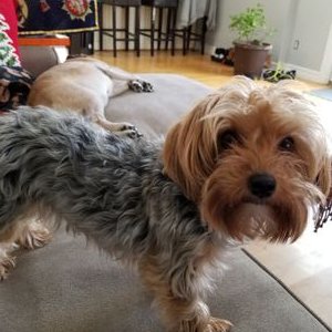 Profile Picture of Tony Casucci (@CasucciTony) on Twitter