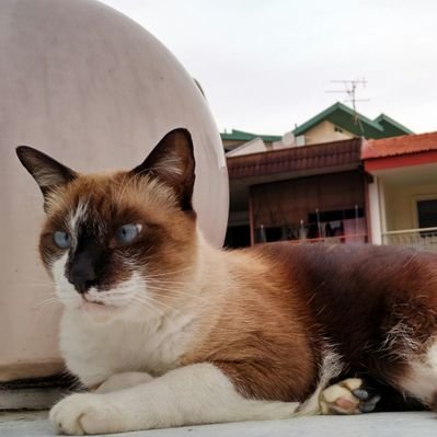 Profile Picture of 劲铭 (@JinMingAlvinNg) on Twitter