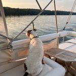 Profile Picture of Virginia Connell Green (@green_farmers_wife) on Instagram