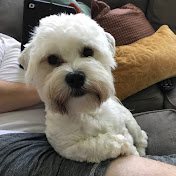 Profile Picture of Chris Crooks (@chriscrooks3123) on Youtube