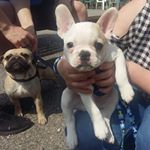 Profile Picture of Chase Frost (@chase_the._frenchie) on Instagram