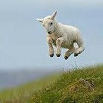 Profile Picture of Jesse de Lange (@thejpingsheep) on Instagram