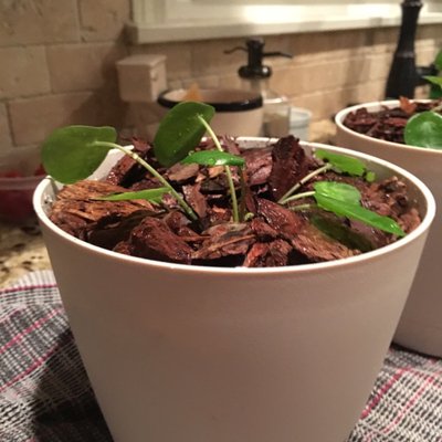 Nope Nope Nope - Twitter Profile Picture of Nope Nope Nope (@brianisham) on Twitter