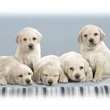 Profile Picture of Gemma Cuevas (@gemmacuevas1) on Twitter