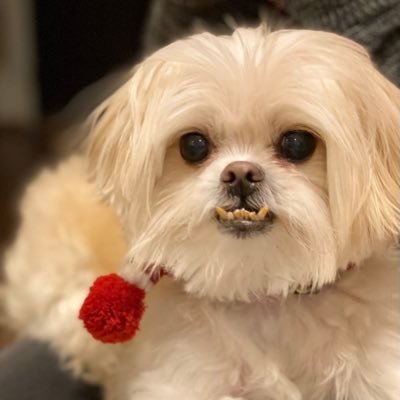 Profile Picture of Holly Jones (@Hojo1231) on Twitter