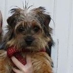 Profile Picture of Luna Beyoncé Terry (@lunathenorfolkterrier) on Instagram