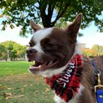 Profile Picture of Stuart Burgess (@stuartburgessthedog) on Instagram