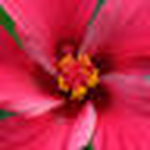 Profile Picture of rekha6 (@rekha6) on Flickr