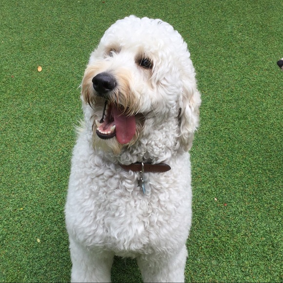 Profile Picture of Hiram Chevere (@hchevere) on Poshmark